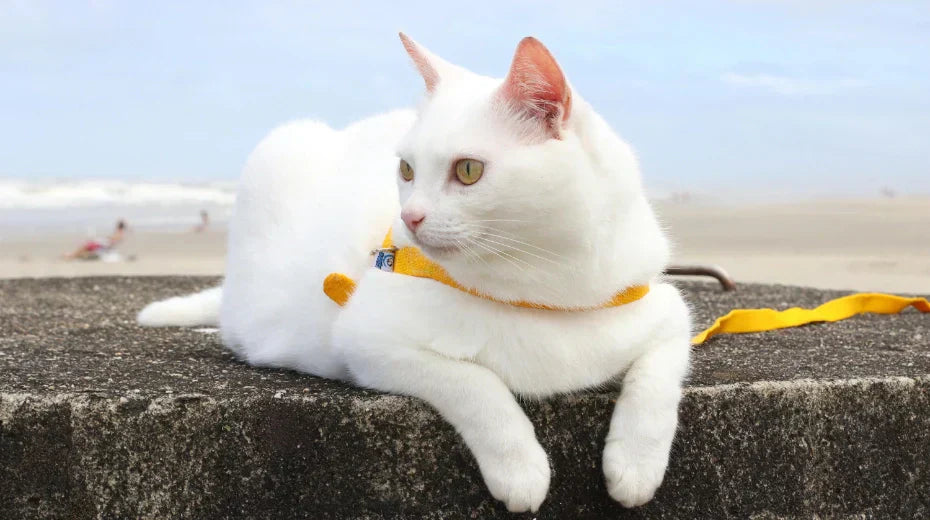 Best Outdoor Cat Gear – Safe & Stylish Cat Travel Essentials | ExplorMeow
