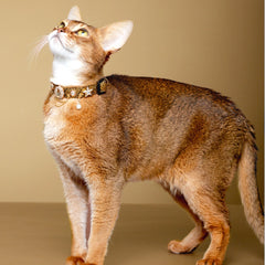 Handmade Cat Collar | Golden Viper