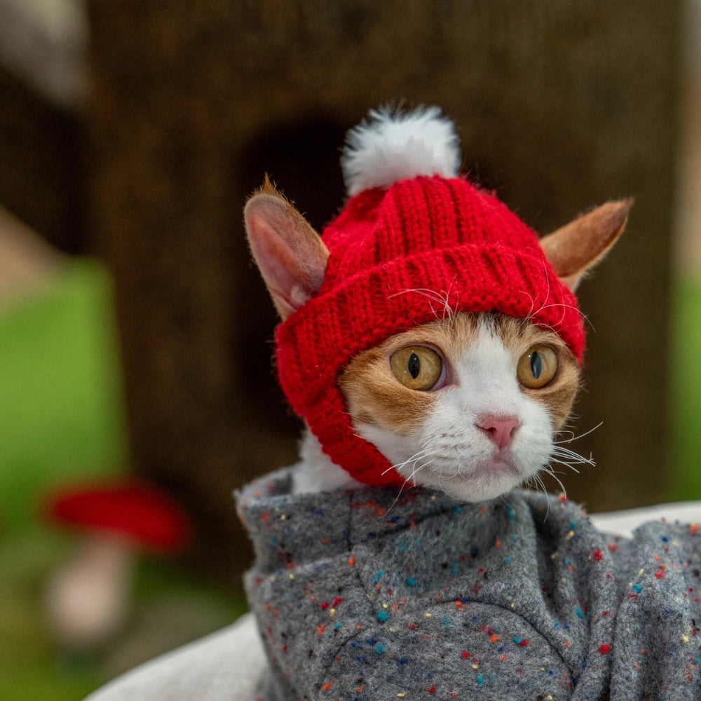 Knit Cat Hat – Little Red Hat