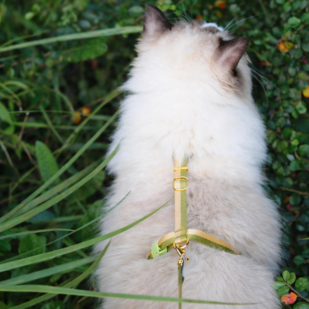 Dopamine Cat Harness – 3 Point Adjustable H-Style | Green