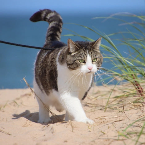 Explormeow