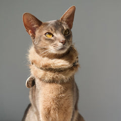 Handmade Cat Collar Set– Leopard Faux Fur | Cream