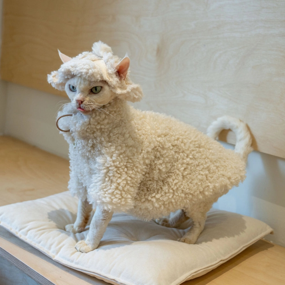 “Devon Rex cat in cozy lamb fleece outfit”
