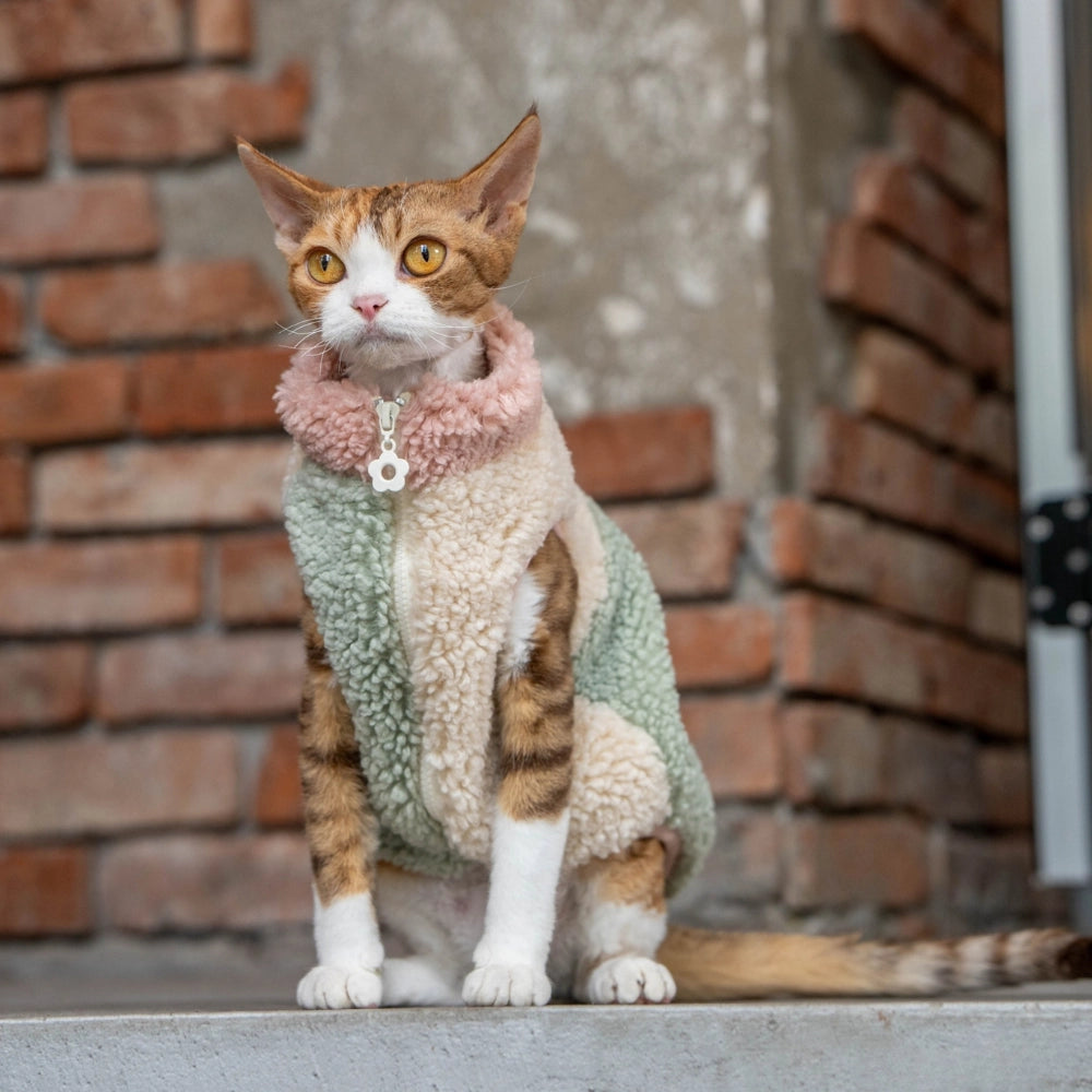 Blue four-color-block Sphynx cat sweatshirt with a stylish high collar and cute paw embroidery on the cuff, worn by a Devon Rex cat - explormeow