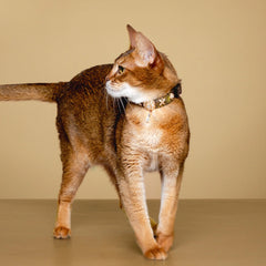 Handmade Cat Collar | Green Viper