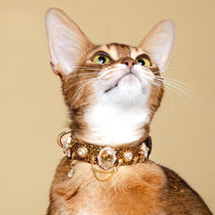 Handmade Cat Collar | Golden Viper