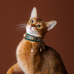 Handmade Cat Collar | Dark Green Velvet with Tassel